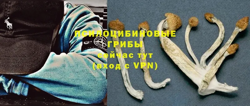 купить закладку  Владивосток  Галлюциногенные грибы Psilocybe 